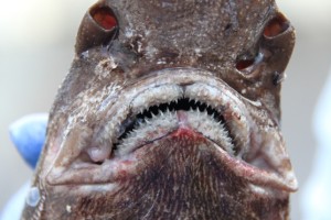 Up close and personal with a Catshark (Apristurus manis) caught on a bottom-trawl. These deep water sharks have several rows of sharp multicuspid teeth.