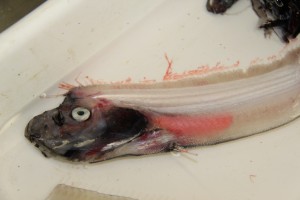 The original sea serpent, oarfish (Regalecus glesne). [AD - DSN regulars may recognise this fish from "bucket lists": Michelle is living the dream!]