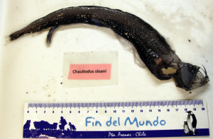 Sloane's viperfish (Chauliodus sloani) has been a commonly observed species in all of our tows. Their fang-like teeth are so long that when they close their mouths, the teeth fit into grooves just above the snout and extend beyond the eyes.