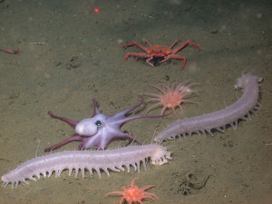 Brittle stars, a sea pen, and sea cucumber dealing with the lack of energy on the deep-sea floor.  Photo courtesy of MBARI