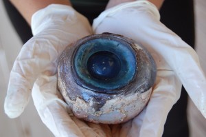 giant-eye-21
