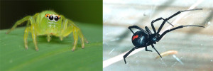 spiders