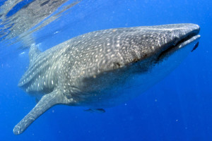 "Hola, soy una tiburon ballena"