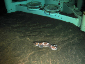 Photo of the base of the blow out preventer during drilling at Laggan. Showing the cuttings pile and a resident fish (Lycodes esmarkii)