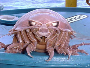 bathynomus