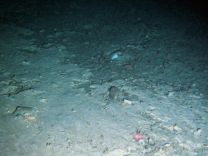 Photo showing the edge of the cuttings pile at Laggan in the Faroe-Shetland Channel. The cuttings are at the bottom of the picture and the natural seabed at the top.