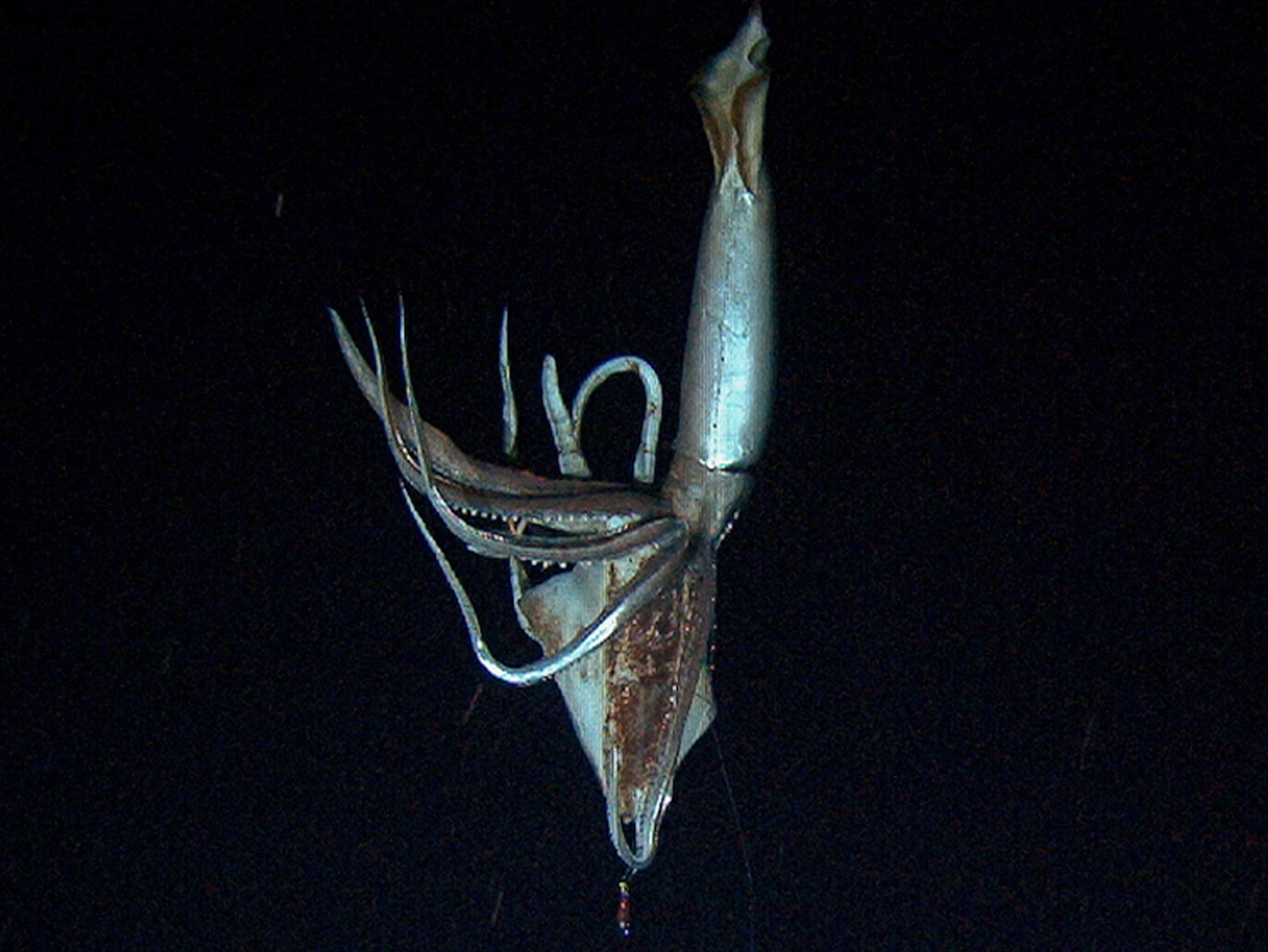 giant reversible squid