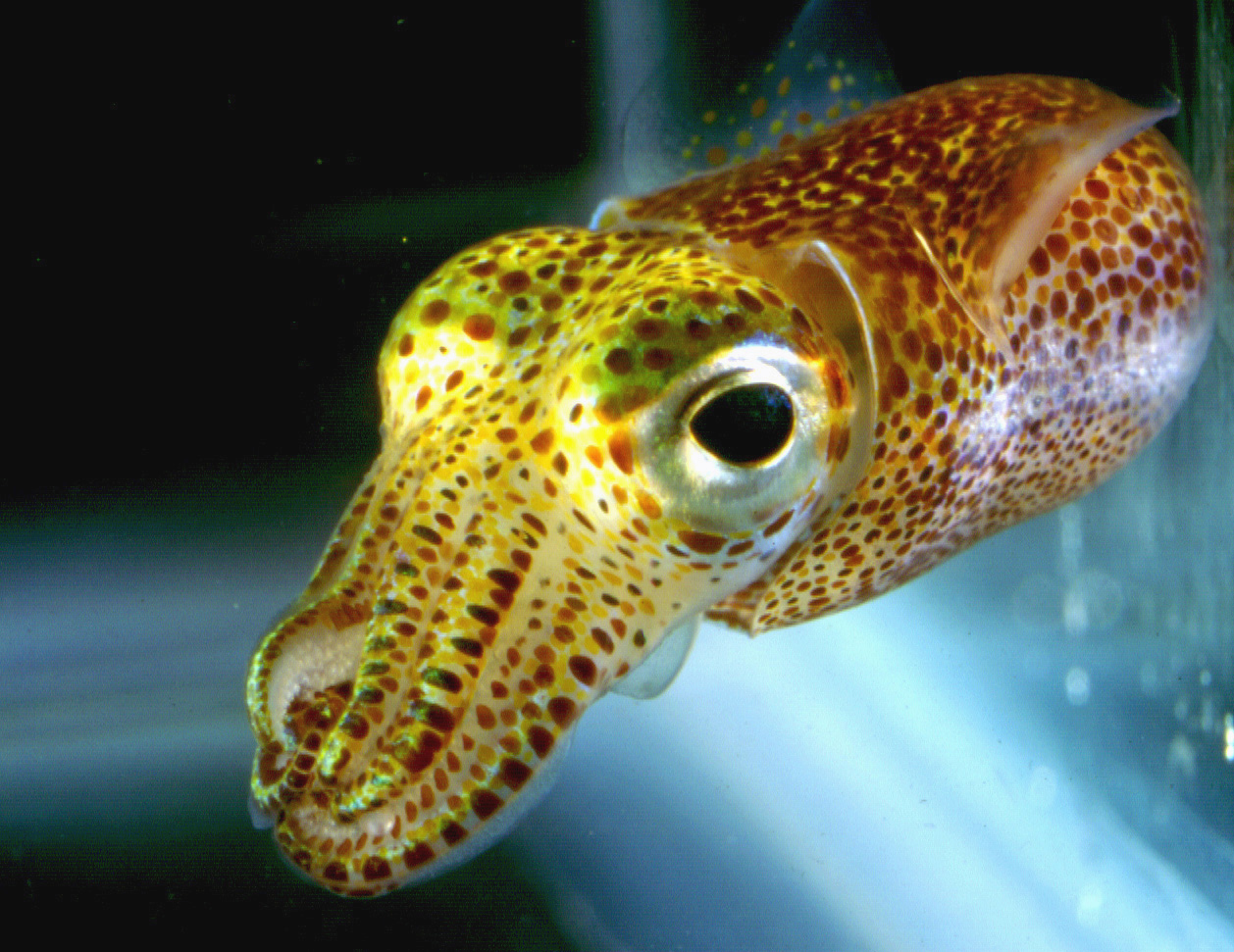  - Hawaiian_bobtail_squid04