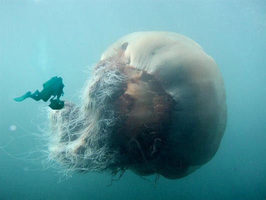 giant deep sea jellyfish