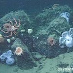 ARCHIVE: 25 Things You Should Know About the Deep Sea: #4 The Deep Sea Has Extremely High Species Diversity