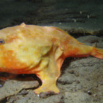 27 Best Deep-Sea Species #16: Red-eyed gaper <em>Chaunax</em>