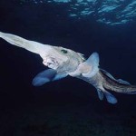 27 Best Deep-Sea Species #15: Spookfish Rhinochimaera pacifica
