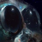 The 27 Best Deep-Sea Species: #5 Barreleye Fish
