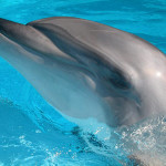 TGIF: Dolphin