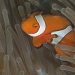 Finding Nemo by DNA parentage analysis