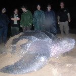 Enormous sea turtle lays 95 eggs after ocean race