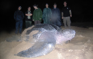 Enormous Sea Turtle Lays 95 Eggs After Ocean Race 