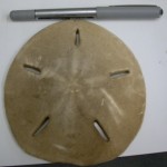 The Sand Dollar Love Shack: A Special Echinoblog to DSN