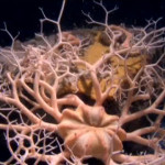 Friday Deep-Sea Picture: Basket star