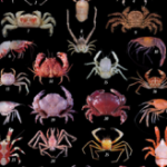 Mad Taxonomic Skillz III – Crustacean Hunt!