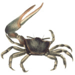 Fiddler Crabs Moult for a Breath of Fresh Air