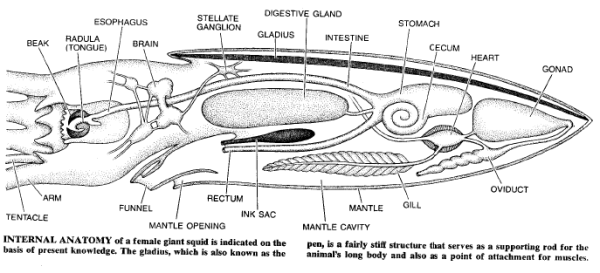 Diagram Of Internal Organs Of The Blue Whale - Anal Sex Movies