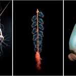 Deep Sea 101: Introduction and What Is the Deep Sea?