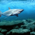 Red sea sharks at risk from political upheaval, but to what degree?