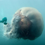 Super Jellyfish?!