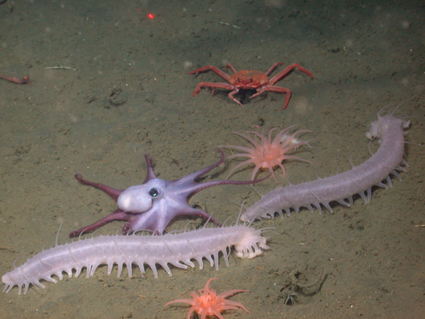 How many species are in the deep sea? | Deep Sea News