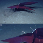 Penetrating the mysteries of sex in deep-sea squid