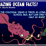 What is the true size of Colossal Squid?