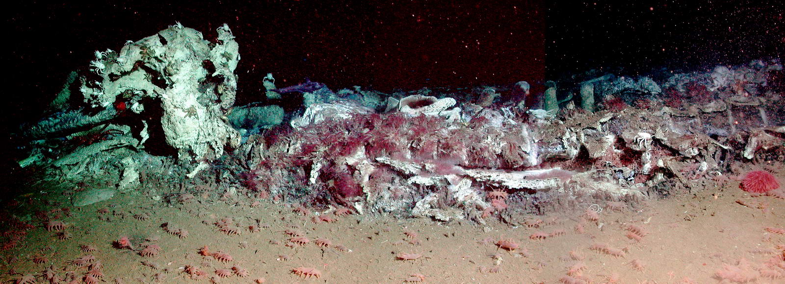 10 Reasons Why Bone Eating Worms Are F n Awesome Deep Sea News