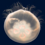 Jellyfish go to space, say it was “meh, kinda sucky”