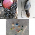 Behind the scenes: plastic-eating barnacles in the North Pacific Gyre