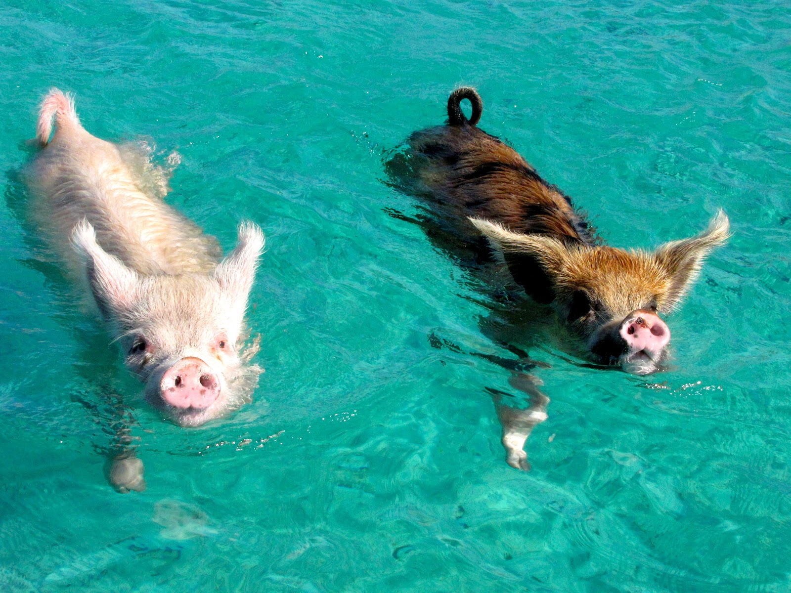 Piglets Swimming