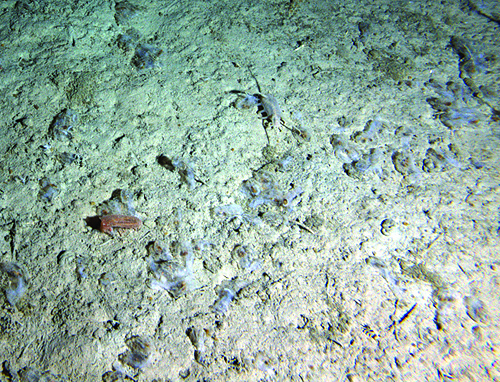Is the sea floor littered with dead animals due to radiation? No. | Deep Sea  News