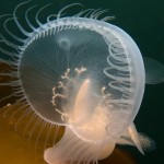 This sea slug is like a cross between a dinosaur, a jellyfish, and a watermelon