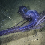 Amazing purple jelly sighting in the deep sea