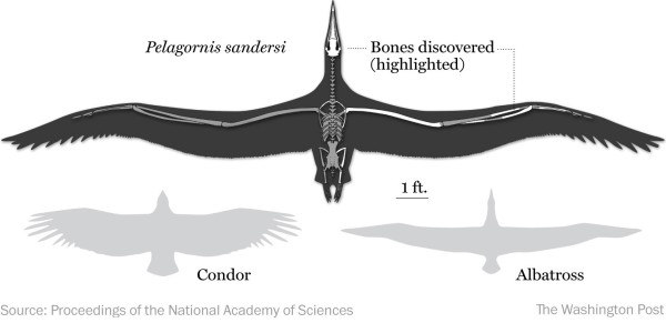 Pelagornis – Deep Sea News