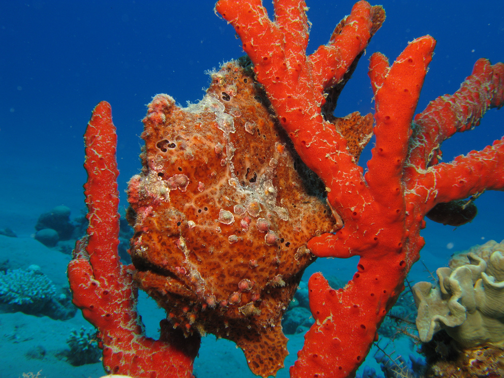 These Are A Few Of My Favorite Species Painted Frogfish Deep Sea News   5959884403 8040340a52 B 