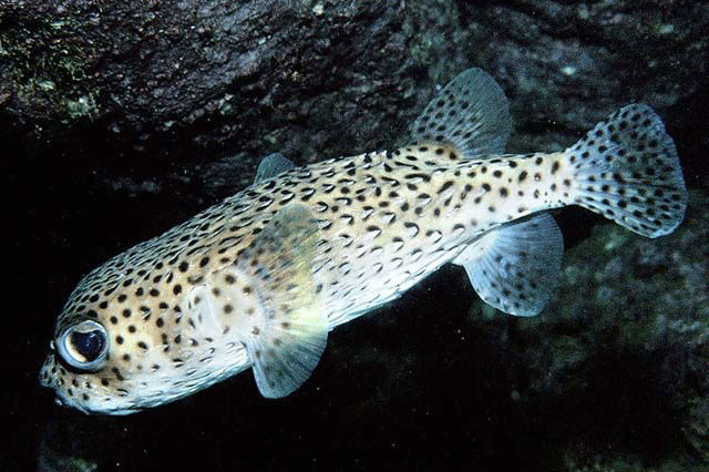 These Are a Few of My Favorite Species: Spotted Porcupine Fish