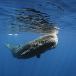 So, You Want to Live in the Water? A Tale of Why Aquatic Mammals are So Big