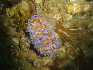 These Are A Few Of My Favorite Species: Gasflame Nudibranch | Deep Sea News