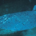 These are a few of my favorite species: The Torpedo Ray