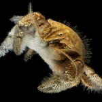 For Hoff Yeti Crabs Food, Sex, and Birth Determine Living Space At Vents   