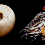 The Odd Nautilus Organs Named After People