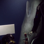 Video: Rare sperm whale encounter with deep-sea ROV