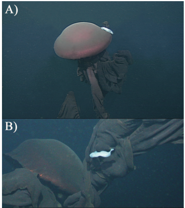 giant deep sea jellyfish