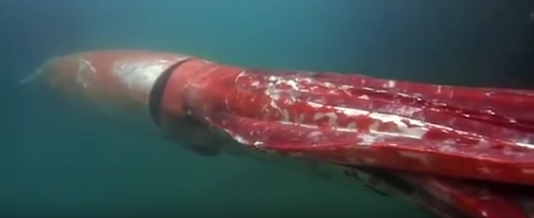 New Video of Giant Squid Surfaces | Deep Sea News